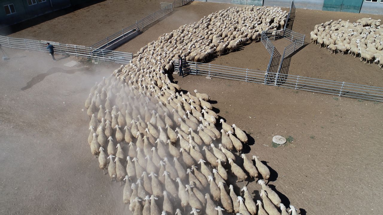 Malya Tarım İşletmesi, yerli koyun yetiştiriciliğine katkı sağlıyor