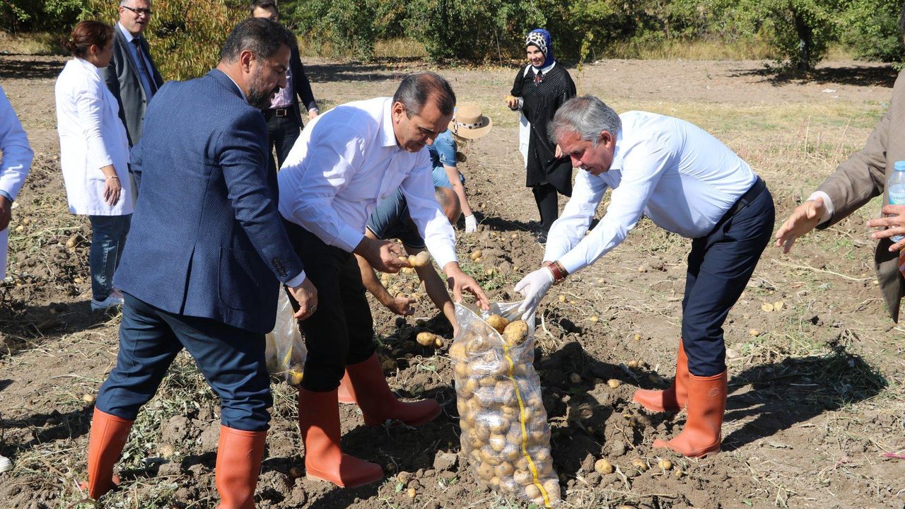 Milli Eğitim Müdürü Alpaslan, patates hasadına katıldı