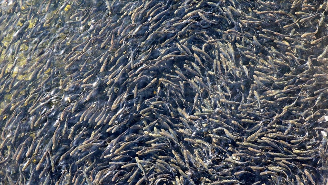 Cumhuriyetin 100. yılında 100 milyon yavru balık kaynaklara bırakılacak