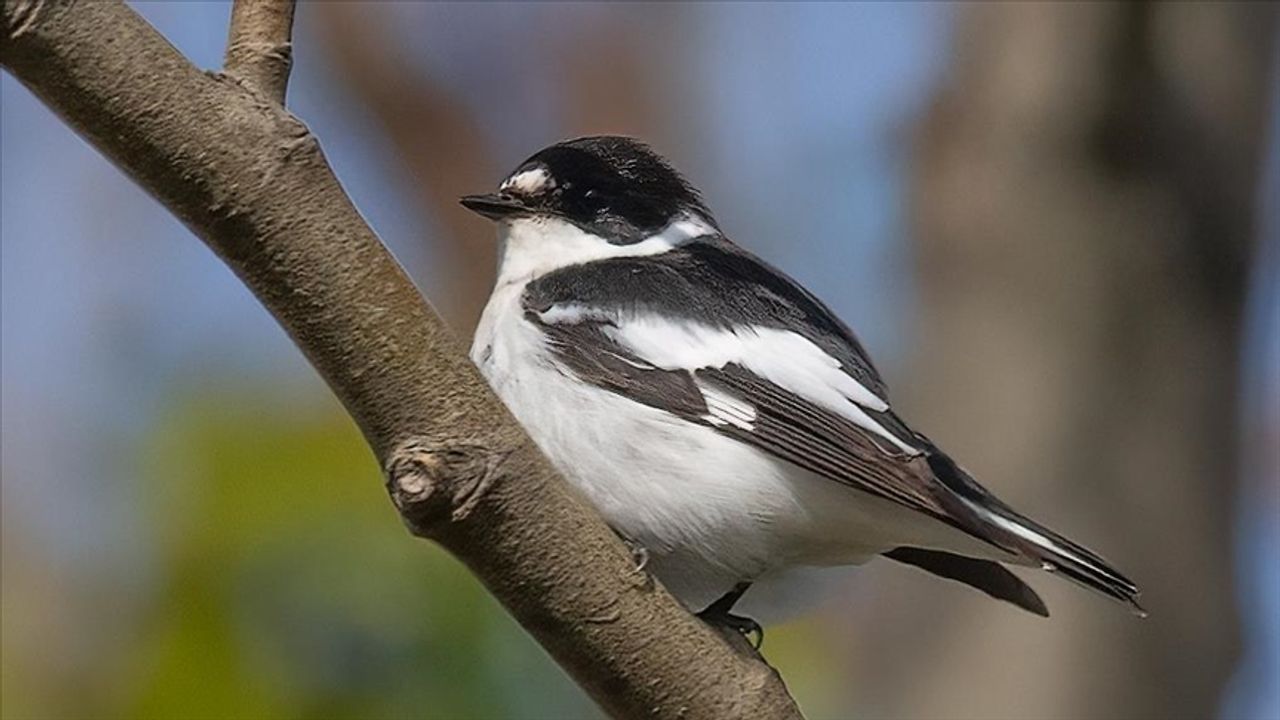  Yalova'daki Hersek Lagünü'nde kuş türü sayısı 252'ye yükseldi