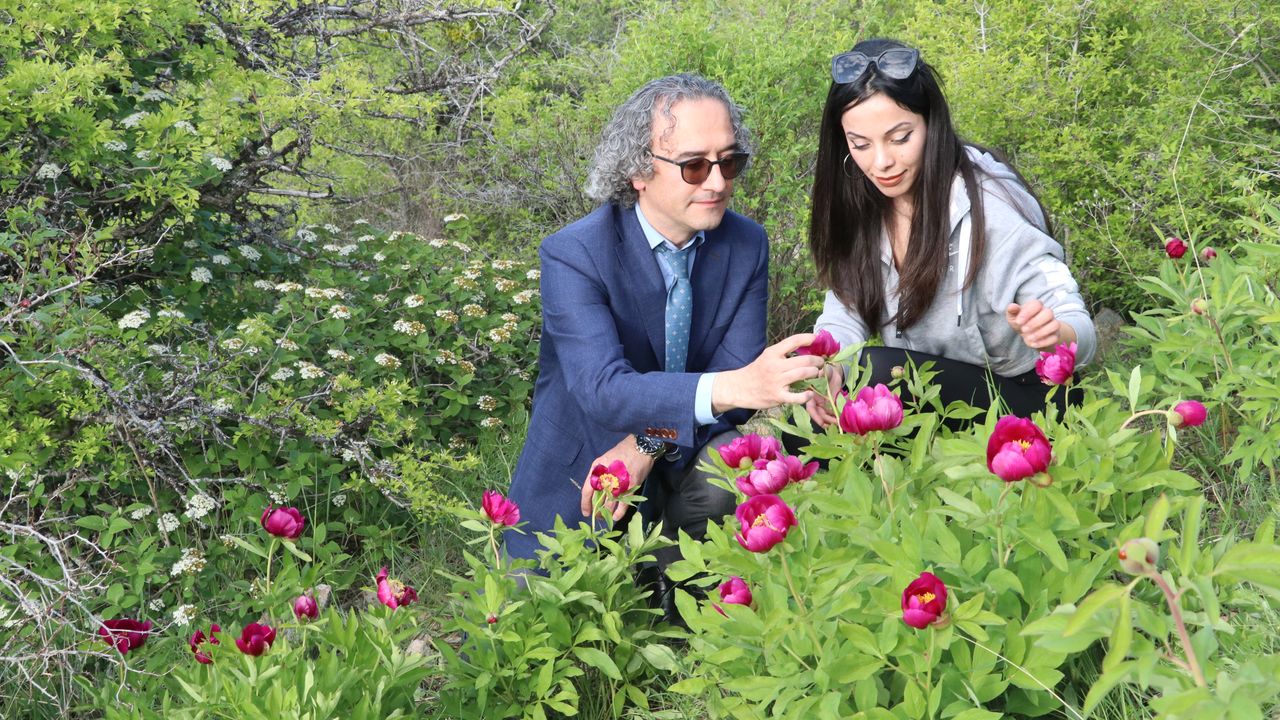 Yozgat'ta endemik bitki "Cehrilik lalesi" ile ilgili bilimsel çalışma yapılacak