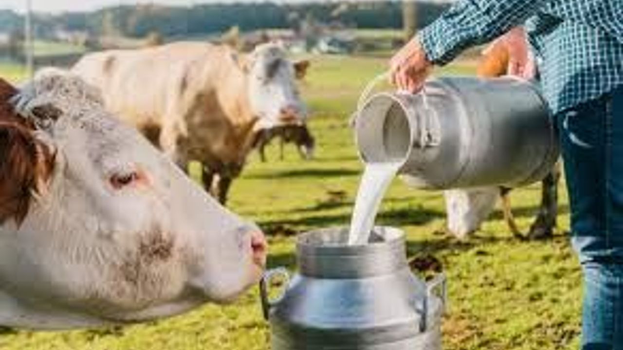 İnek sütü miktarı martta  yıllık bazda yüzde 6,2 arttı