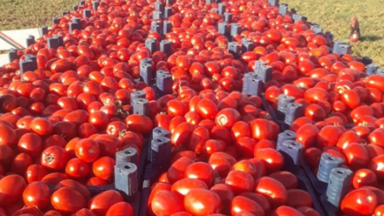 Kırşehir'de salçalık domatesler tezgahlarda yerini aldı