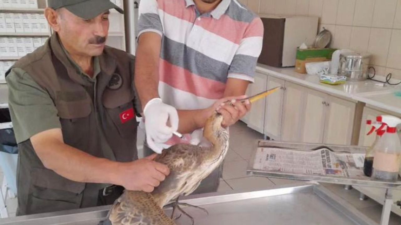 Kırşehir'de yaralı balıkçıl tedavi edildi