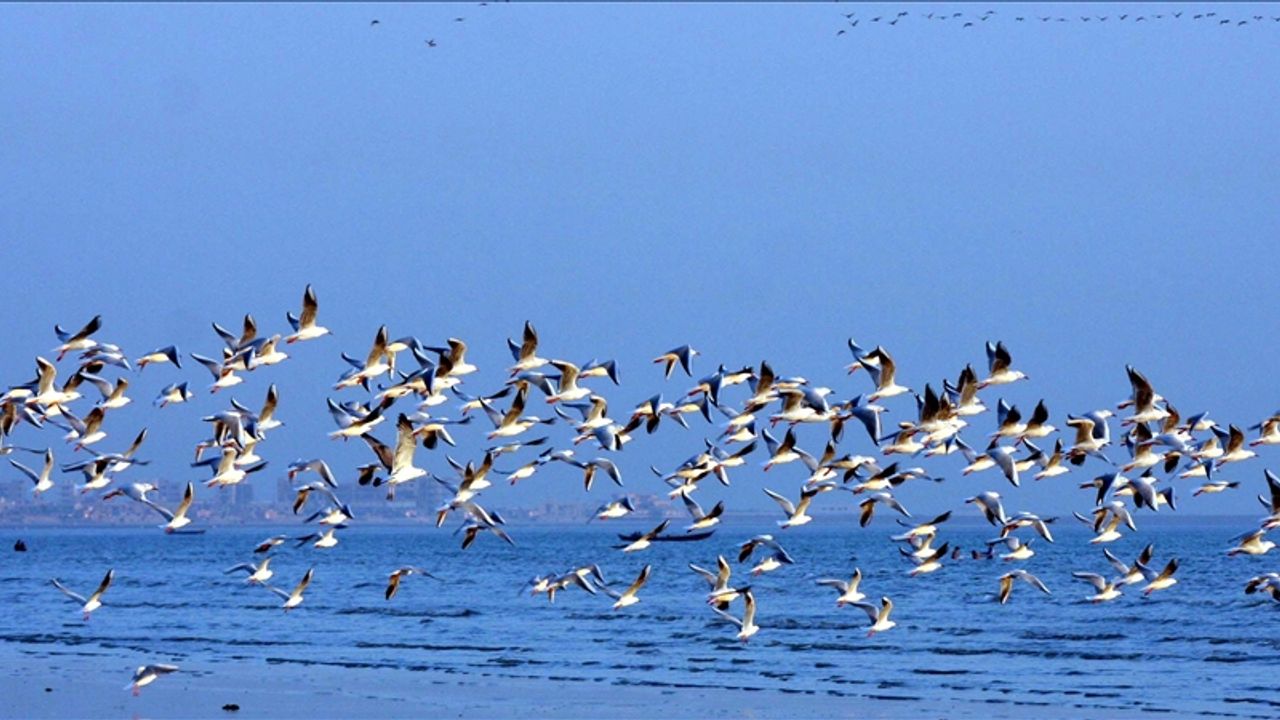 İklim kriziyle sulak alanların azalması  kuşların göç serüvenini tehlikeye sokuyor