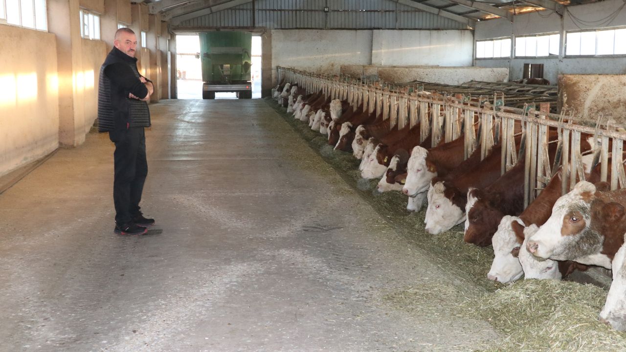 Yozgatlı üretici süt verimini artırmak için ineklere müzik dinletiyor