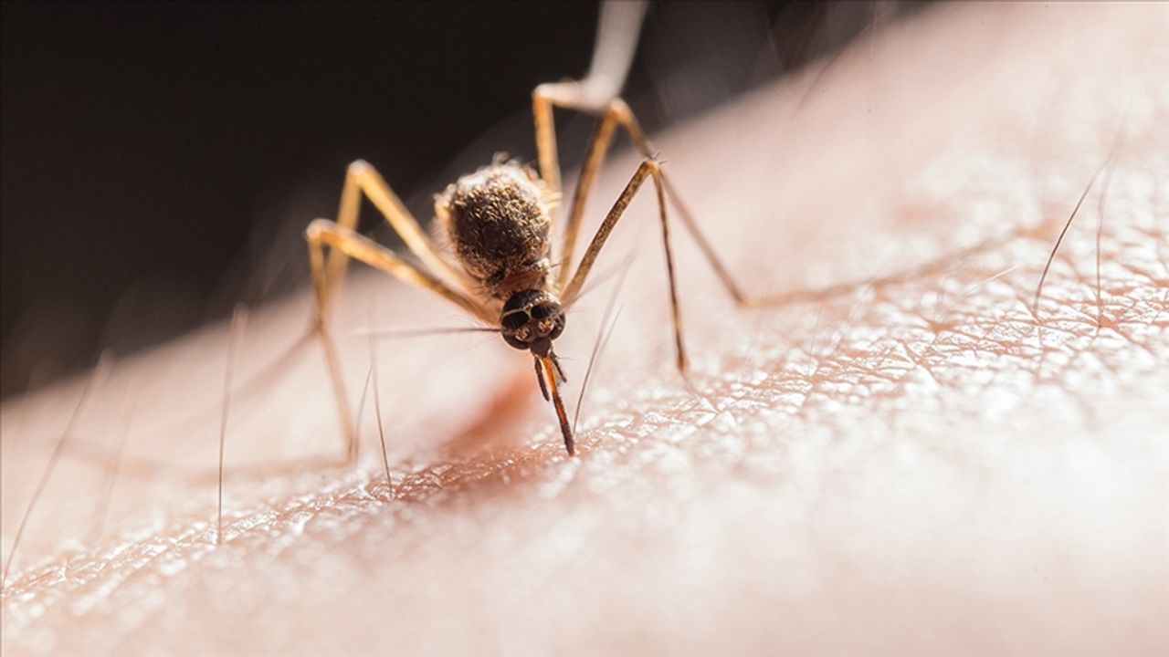 Araştırma: Buruli ülserine neden olan et yiyen bakterileri, sivrisinekler insanlara bulaştırıyor