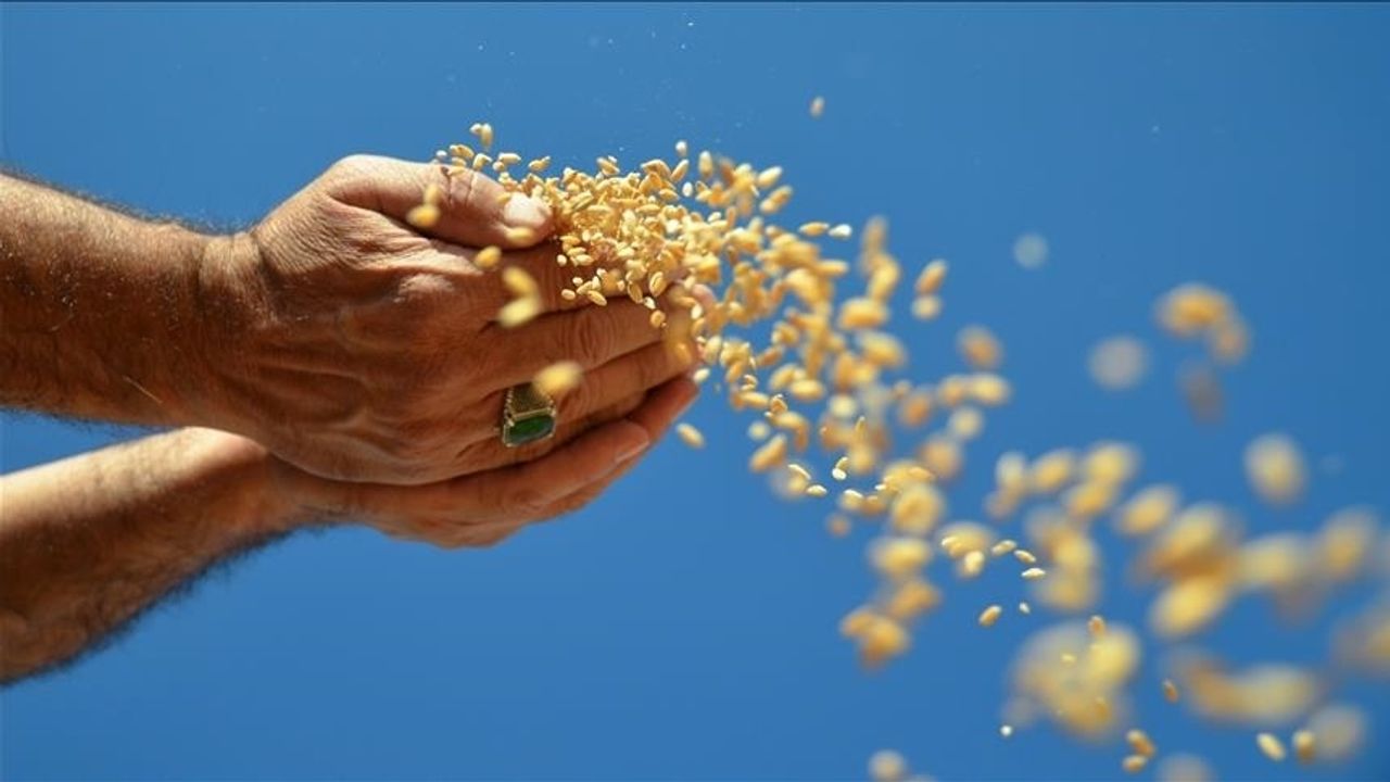 Ocak ayında hububat, bakliyat, yağlı  tohumlar ihracatı 1,03 milyar dolar oldu