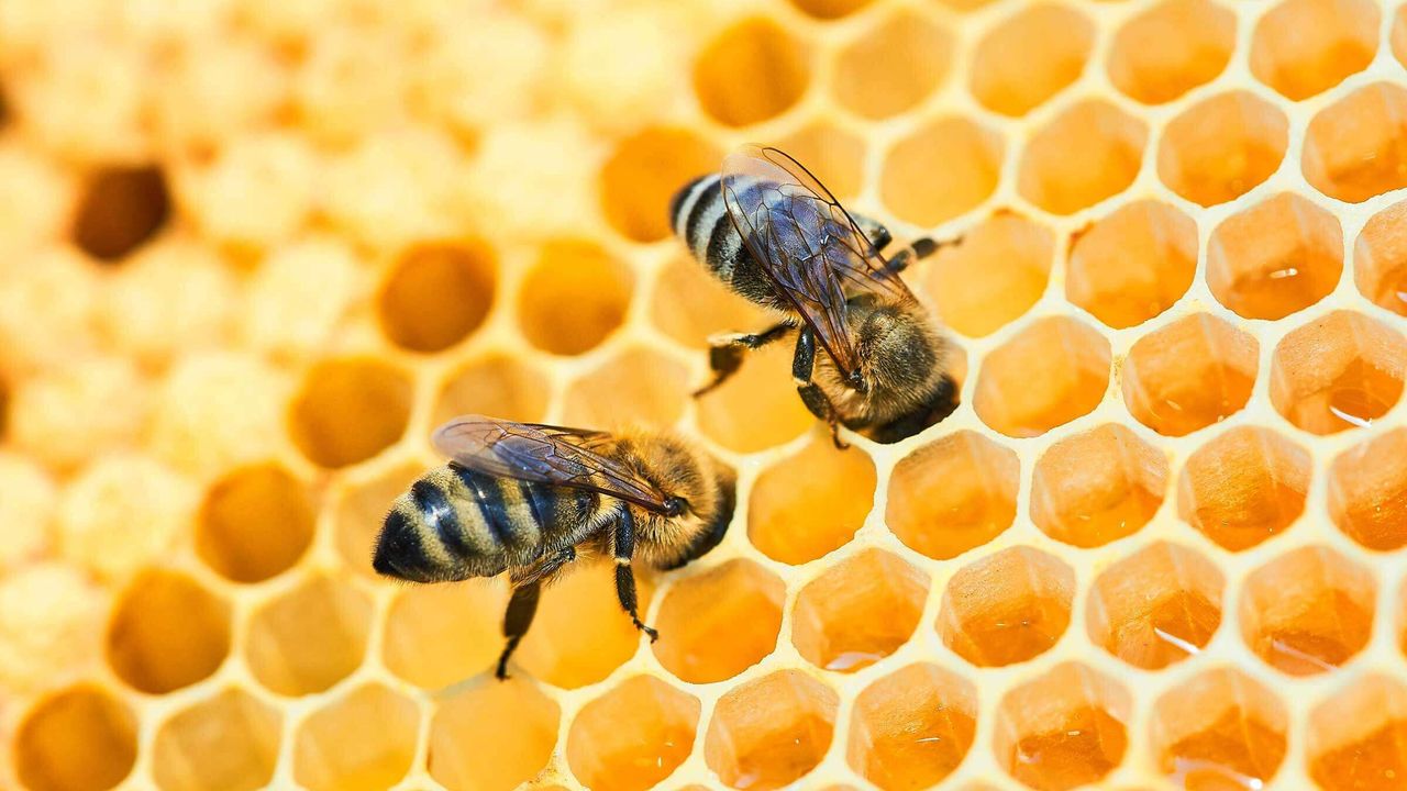 Arıcı Hacı Çelik’ten Bal ve Propolis Uyarısı