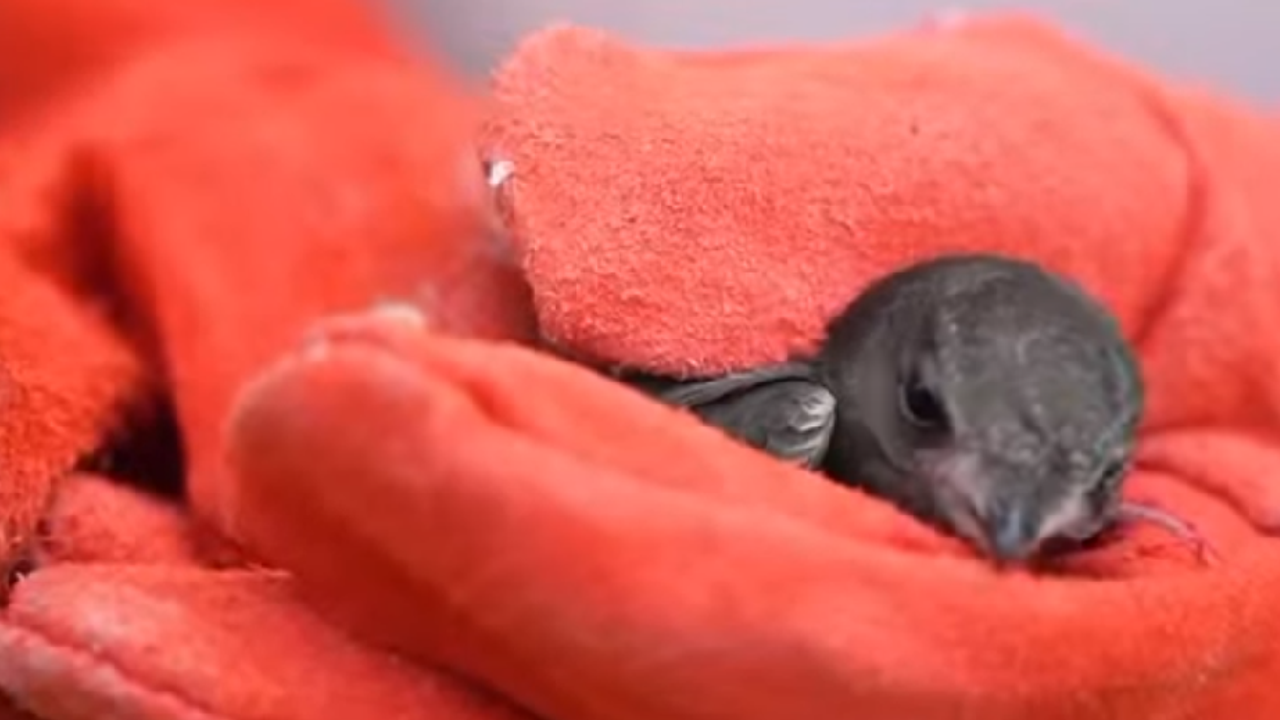 Kırşehir’de 25 sessiz can doğaya kazandırıldı