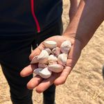 Mucur’da Sarımsak Üretiminin Yaygınlaştırılması İçin İlk Adım Atıldı