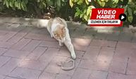 Kırşehir'de kedi ile yılanın ilginç oyunu