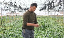 Kırşehir'de devlet desteğiyle kurduğu serada 12 ay boyunca sebze üretiyor