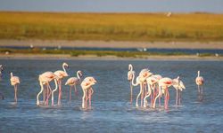 Son yağışlarla Seyfe Gölü flamingoları ağırlamaya başladı
