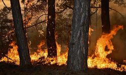Türkiye'nin en büyük orman  yangınlarında zarar gören alanlarda  rehabilitasyon tamamlandı