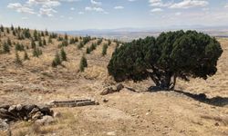 Kırşehir'de tarım, hayvancılık ve ağaçlandırma çalışmaları