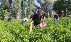 Cemele Biberi’ne Kırşehir’de ilgi büyük