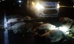 Kırşehir'de polis aracı, koyun sürüsüne  çarptı