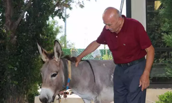 Kırşehir'de yaralı bulunan 'Ada' sahiplenilmeyi bekliyor