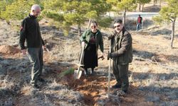 Daha yeşil bir şehir için fidan dikimleri devam ediyor