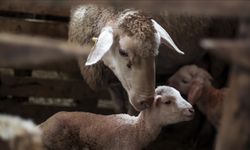 Hayvancılıkta Avrupa'da birinci sıradayız!