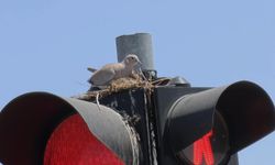 Trafik ışığında kumru yuvası dikkat çekti