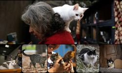 İnsan-Kedi İlişkisi 4 Bin Yıl