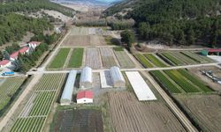 O şehirde yetiştirilen fidanlar İç Anadolu’yu yeşertiyor