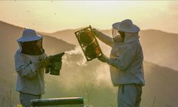 Arı kolonilerinde büyük kayıp