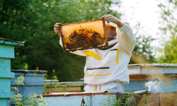 Kırşehir’de arıcılara eğitim programı düzenlenecek