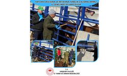 Kırşehir’de Hayvan Sağlığına Yönelik Çalışmalar Aralıksız Sürdürülüyor