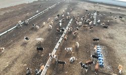 Kırşehir’de hayvancılık işletmelerine İl Müdür’ü Taş’tan ziyaret