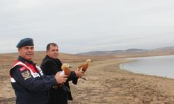 Koruma Altındaki Angıt Kuşları Doğaya Bırakıldı