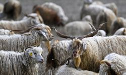 Tiftiğe Sözleşmeli Üretim Desteği