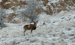 Yüksel Coşar görüntüledi.. Anadolu Yaban Koyunları Kırşehir Dağlarında Görüldü