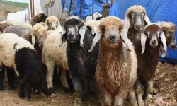 Besiciler için kritik tarih: 12–23 Ocak 2026!