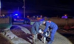 Büyükbaş Hayvan Hırsızlığı: Zanlılar Operasyonla Yakalandı