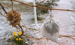 Kırşehir’de kış ayında asma dalında üzüm mü olur demeyin…