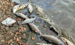 Tarım ilaçları balıkların yaşamını tehdit ediyor
