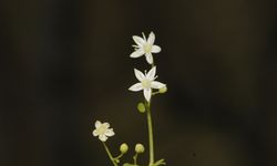 Türkiye’nin ilk endemik göbek otu