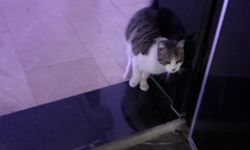 Kırşehir’de vatandaşlara çağrı: Sokak hayvanlarını unutmayın!