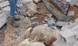 Ağıl Çatısı Uçtu, Hayvanlar Enkaz Altında Kaldı : 12 Küçükbaş Telef