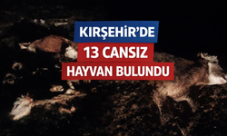 Kırşehir’de 13 cansız hayvan bulundu