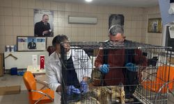 Kırşehir’de Doğa Koruma ekipleri yaralı tilkiyi kurtardı