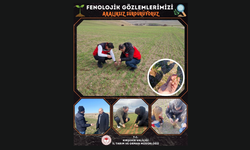 Kırşehir’de Fenolojik Gözlemler Aralıksız Devam Ediyor