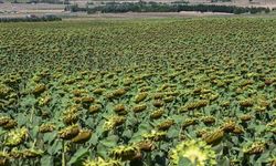 Akıllı Tarım Uygulamalarına %70’e Kadar Hibe