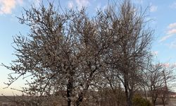 Kırşehir'in Kervansaray Mahallesi'nde badem çiçekleri baharın müjdeleyicisi oluyor