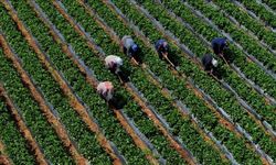 Çiftçilerin Hesaplarına 12,3 Milyar Lira Yatıracak