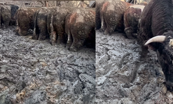 Hijyen İddiasına Suç Duyurusu