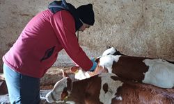 Kırşehir’de hayvan sağlığı için kararlı adımlar